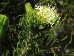 Agathosma hookeri