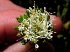 Agathosma hookeri