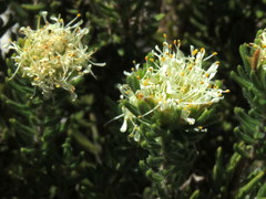 Agathosma hookeri