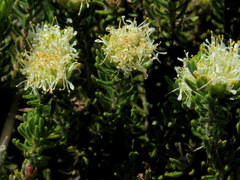 Agathosma hookeri