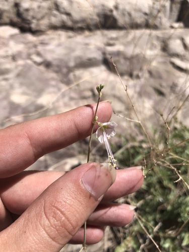 Boerhavia anisophylla