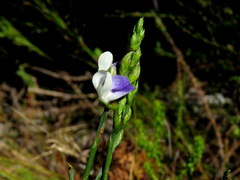Psoralea aphylla