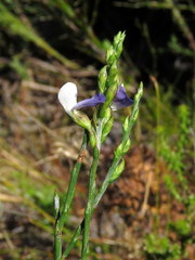 Psoralea aphylla