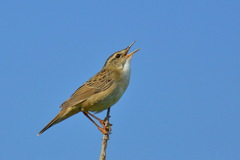 Helopsaltes certhiola