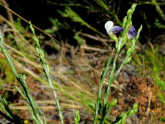 Psoralea aphylla
