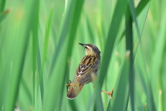 Helopsaltes certhiola
