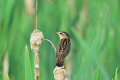 Helopsaltes certhiola