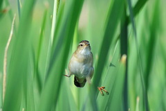 Helopsaltes certhiola