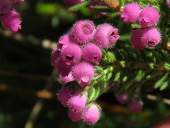 Erica hirtiflora hirtiflora