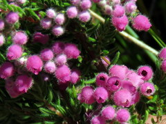 Erica hirtiflora hirtiflora