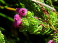 Erica hirtiflora hirtiflora