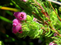 Erica hirtiflora hirtiflora