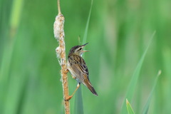 Helopsaltes certhiola