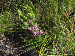 Erica hirtiflora hirtiflora