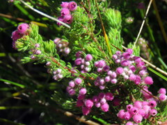 Erica hirtiflora hirtiflora