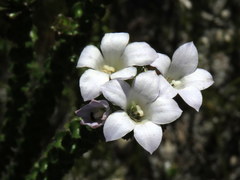 Roella amplexicaulis