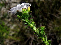 Roella amplexicaulis