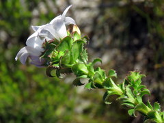 Roella amplexicaulis