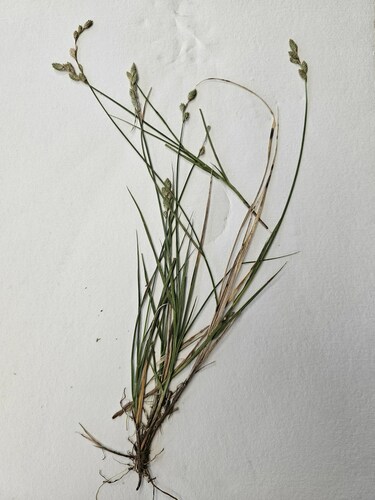 Carex longii observed 2023-05-17
