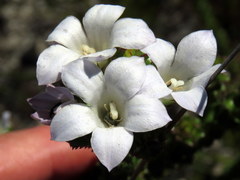 Roella amplexicaulis
