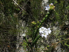 Roella amplexicaulis