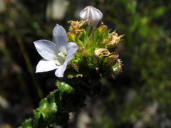 Roella amplexicaulis