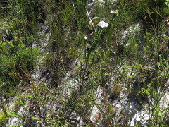 Roella amplexicaulis