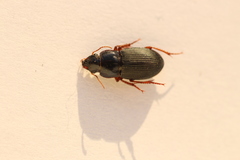Harpalus rubripes