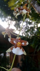 Cyrtochiloides