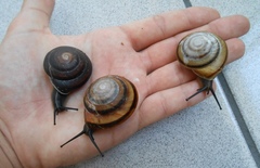 Caracolus