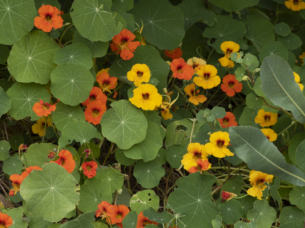 garden nasturtium from San Diego, CA, USA on May 17, 2023 at 09:18 AM ...