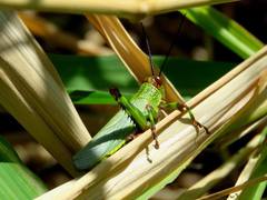 Zoniopoda tarsata