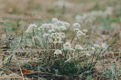 Schivereckia podolica