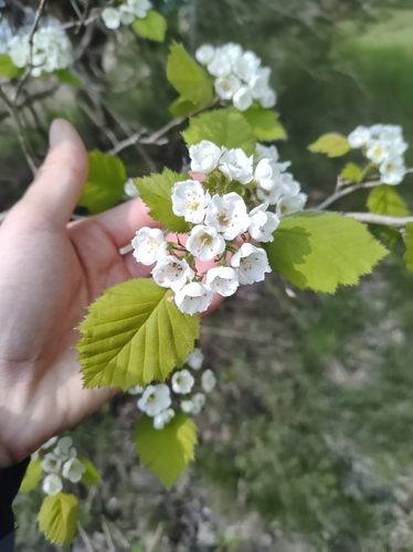 Image of Crataegus pennsylvanica by no rights reserved