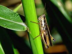 Dichroplus elongatus