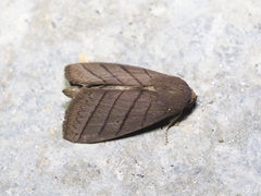 Asta quadrilinea