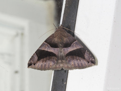 Bastilla arcuata