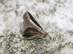 Lophoptera squammilinea