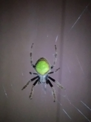 Eriophora ravilla