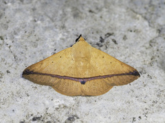Armana nigraericta