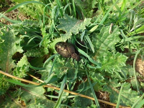 Meloe cavensis
