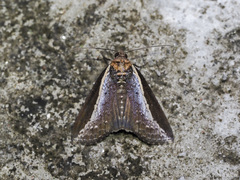 Lophoptera squammilinea