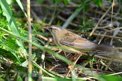 Helopsaltes certhiola