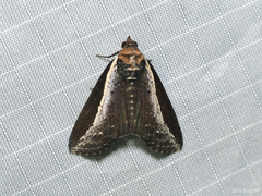 Lophoptera squammilinea
