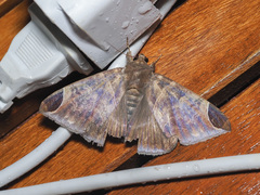 Pindara illibata