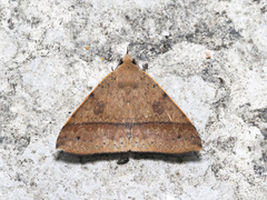 Ugia serrilinea
