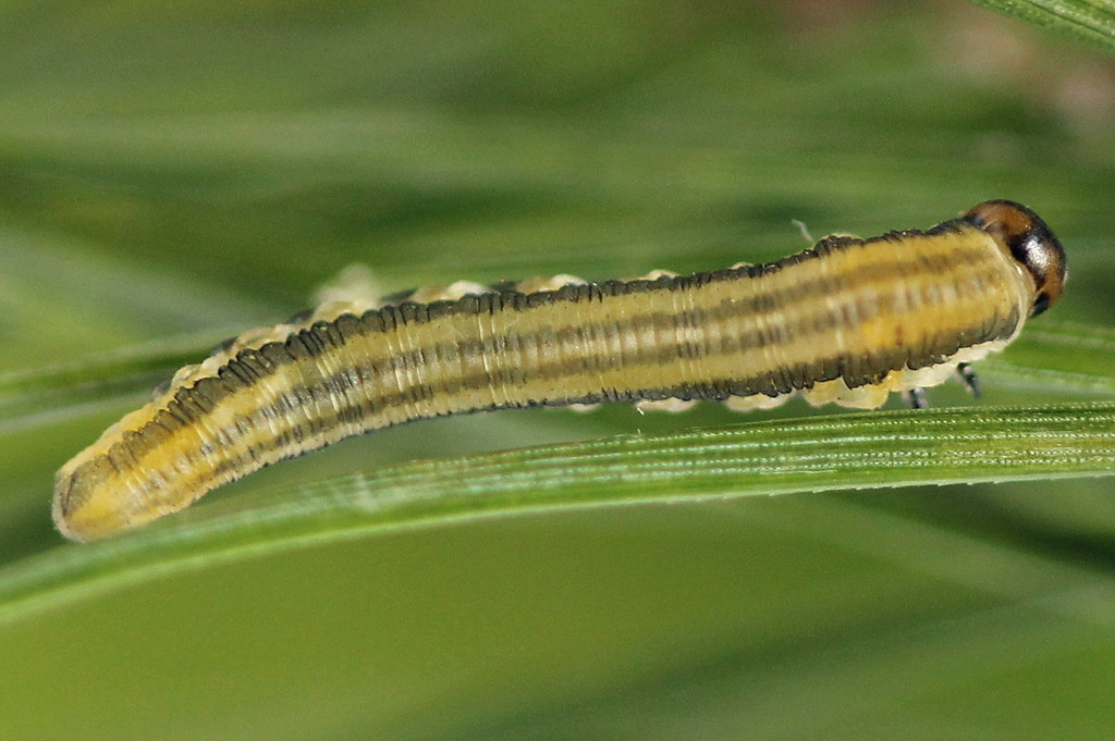 Nursery Pine Sawfly