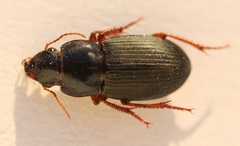Harpalus rubripes