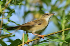 Helopsaltes certhiola