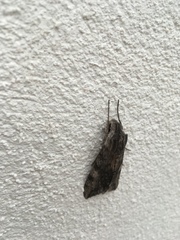 Erinnyis oenotrus